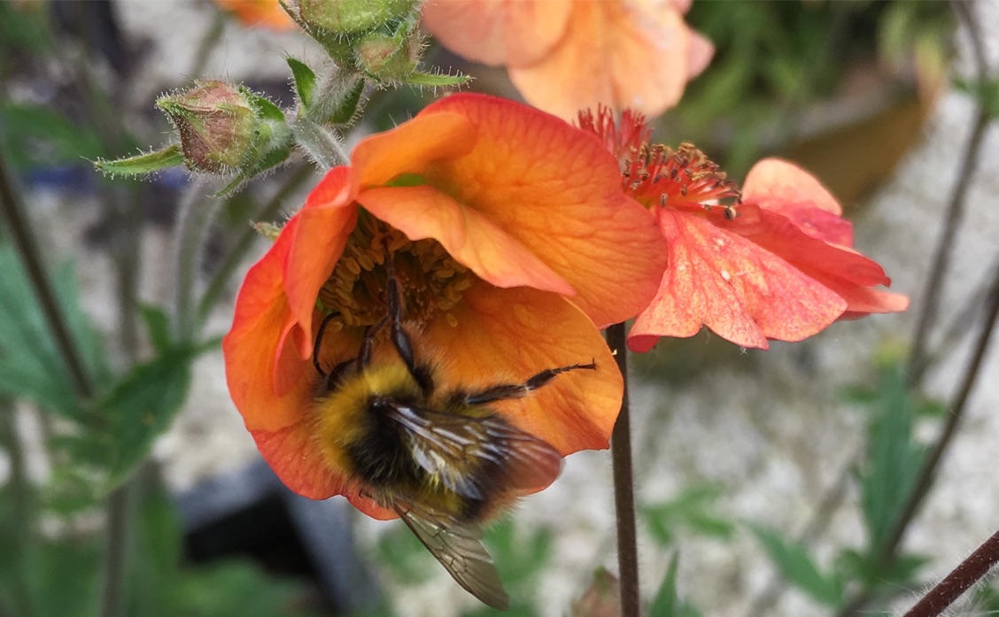 bee