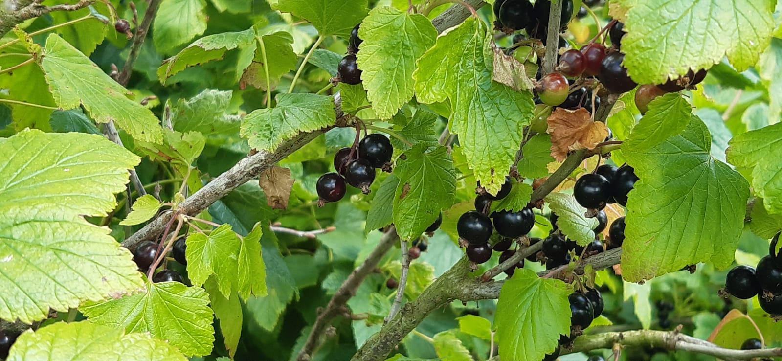 berries