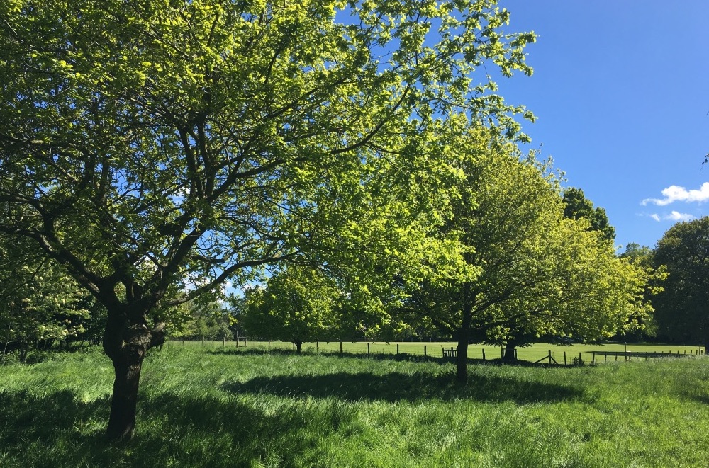 trees